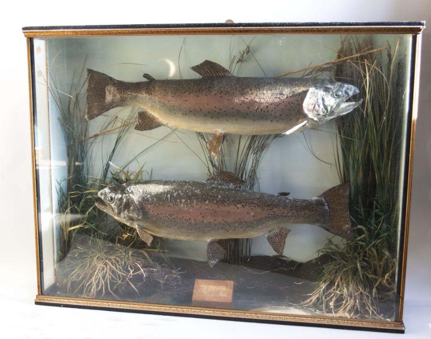 Rainbow Trout - Taxidermy UK